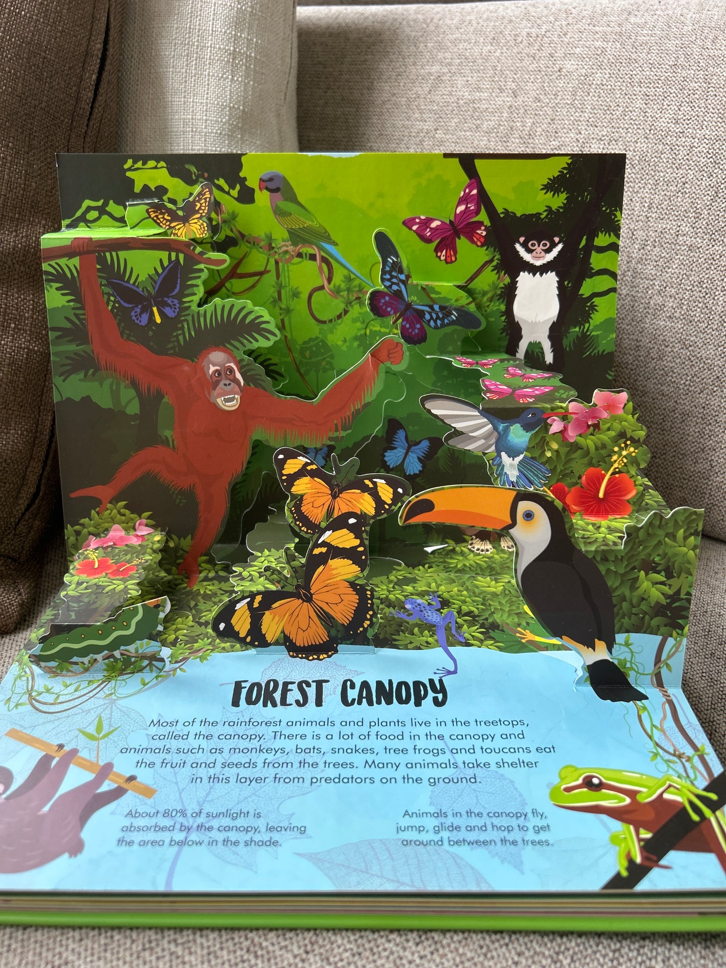 Nature Pop Up: Forest