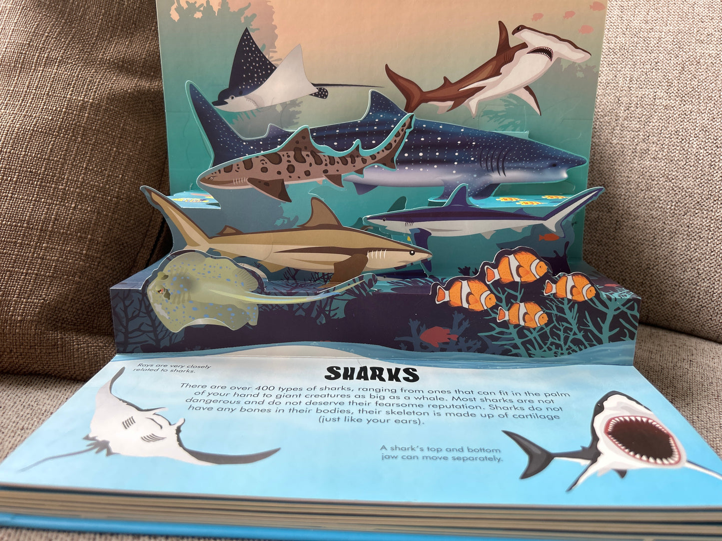 Nature Pop Up: Oceans