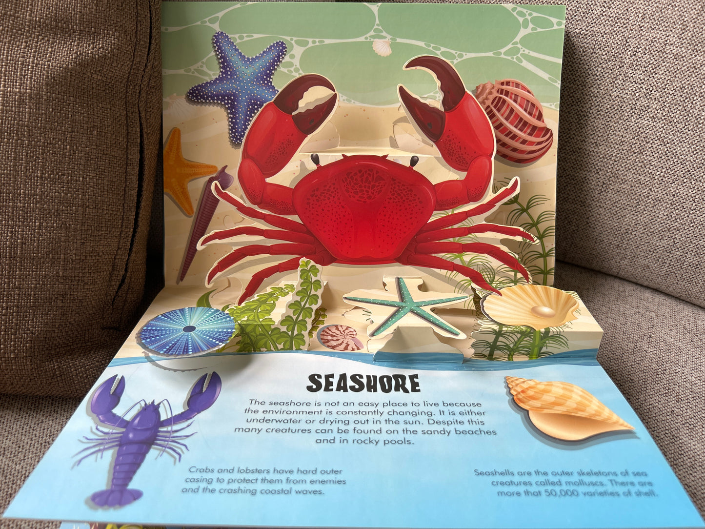 Nature Pop Up: Oceans