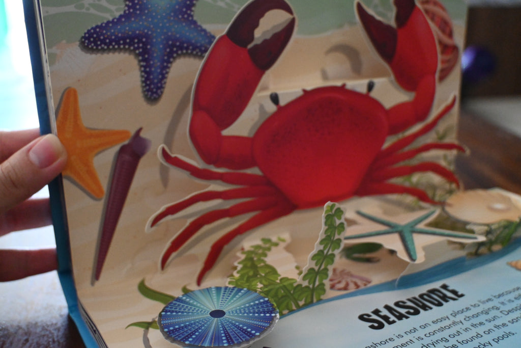 Nature Pop Up: Oceans