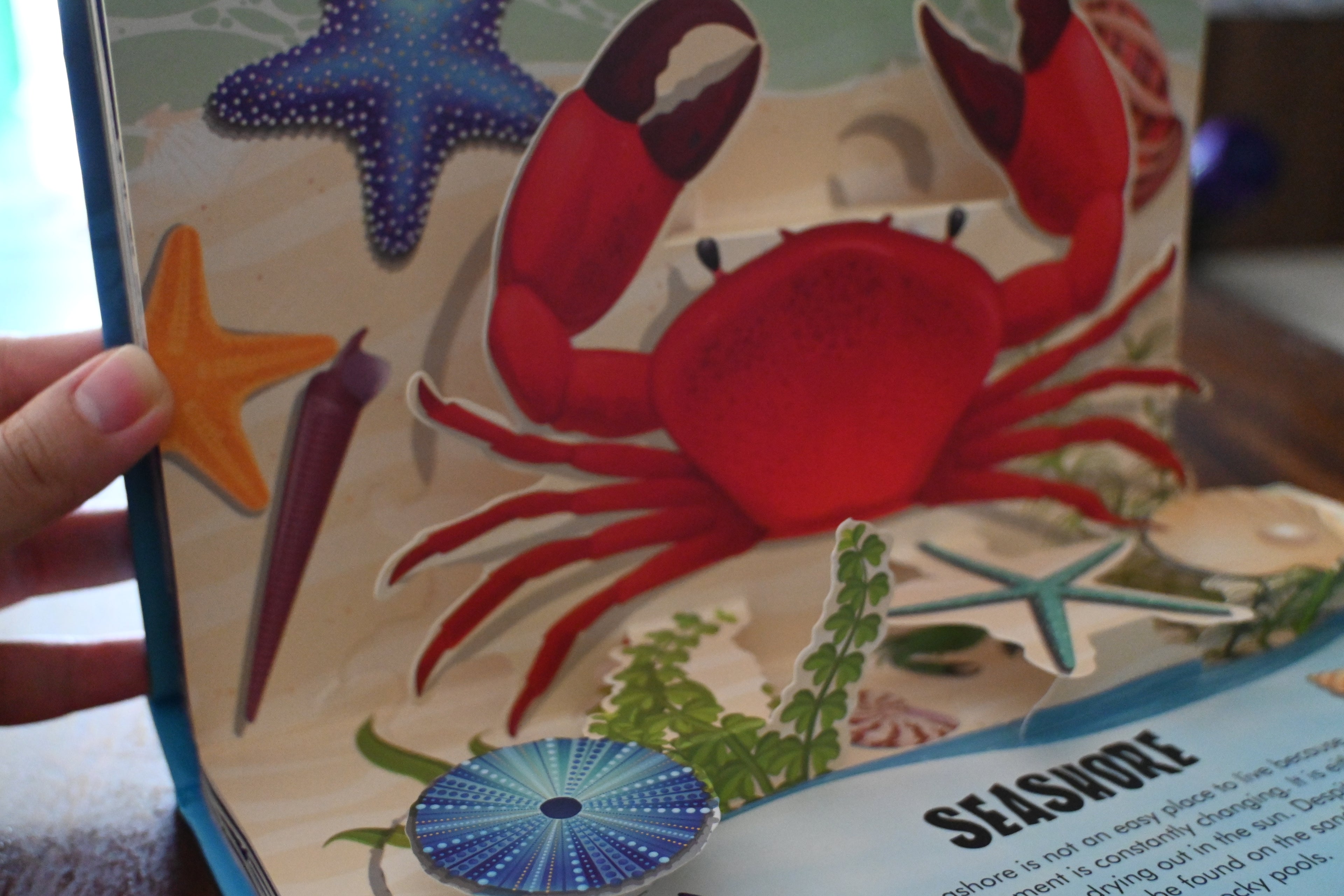 Nature Pop Up: Oceans