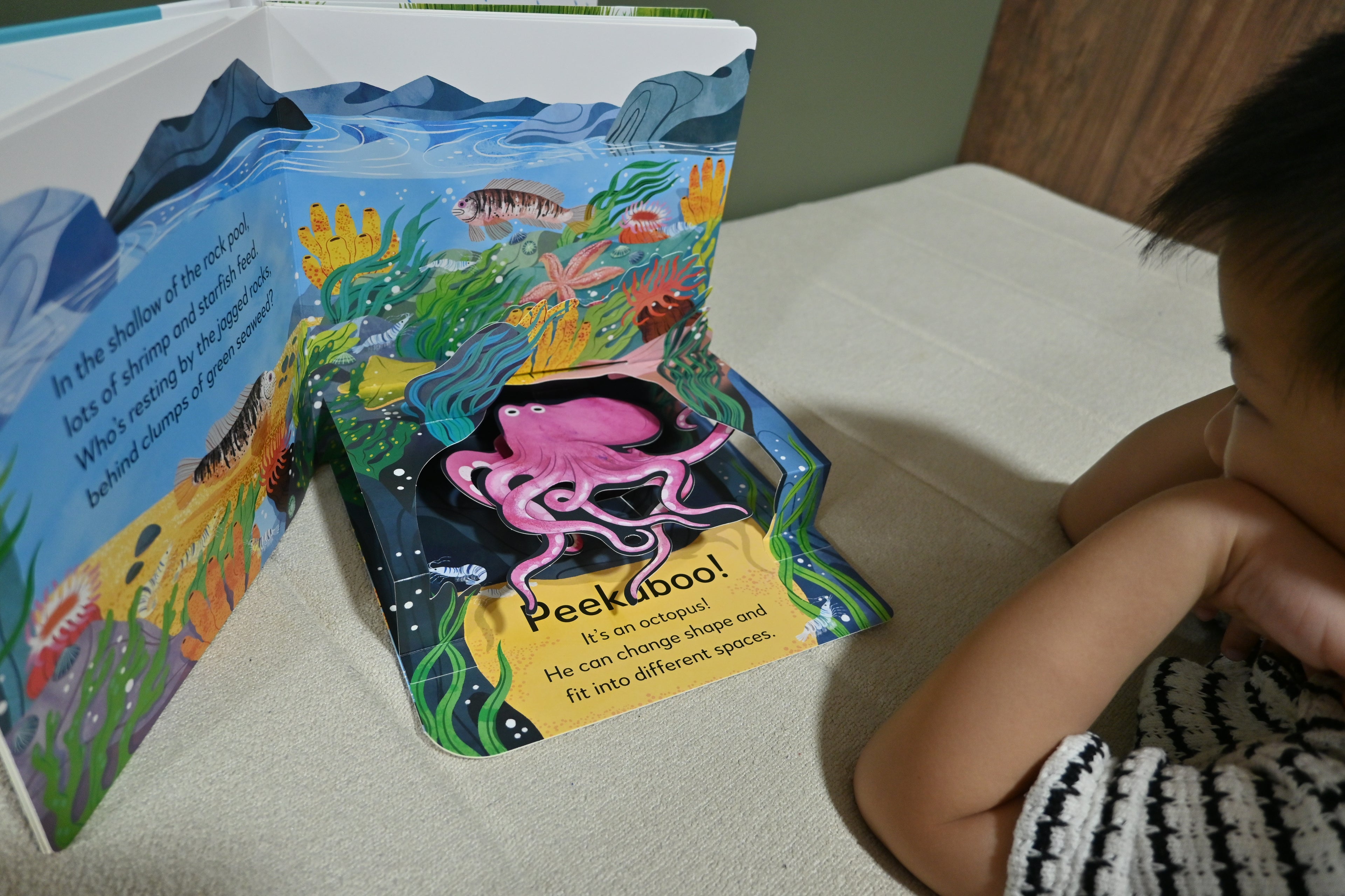 Pop-up Peekaboo: Seashore