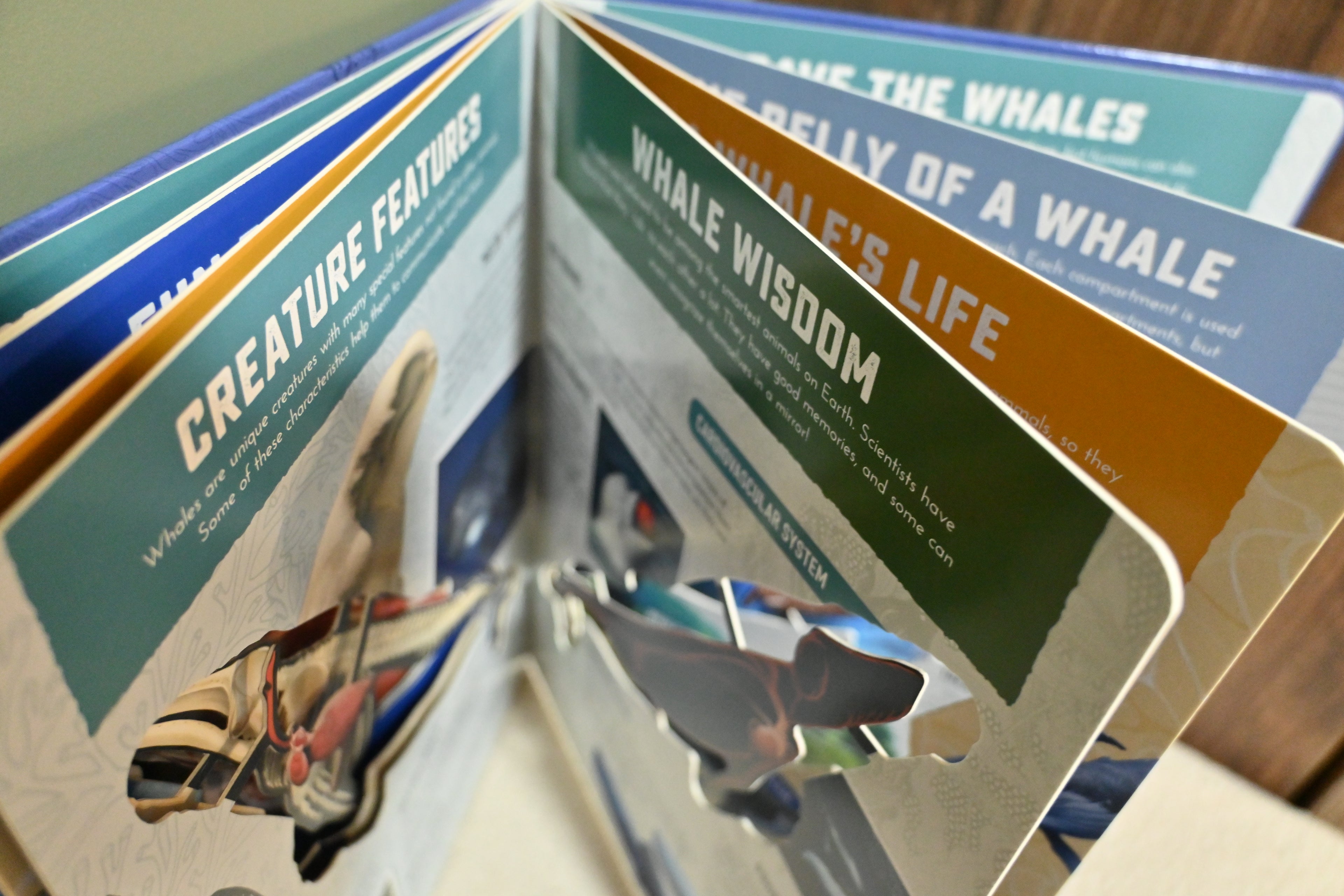 Inside Out Whale: Discover the World's Biggest, Smartest Swimmers