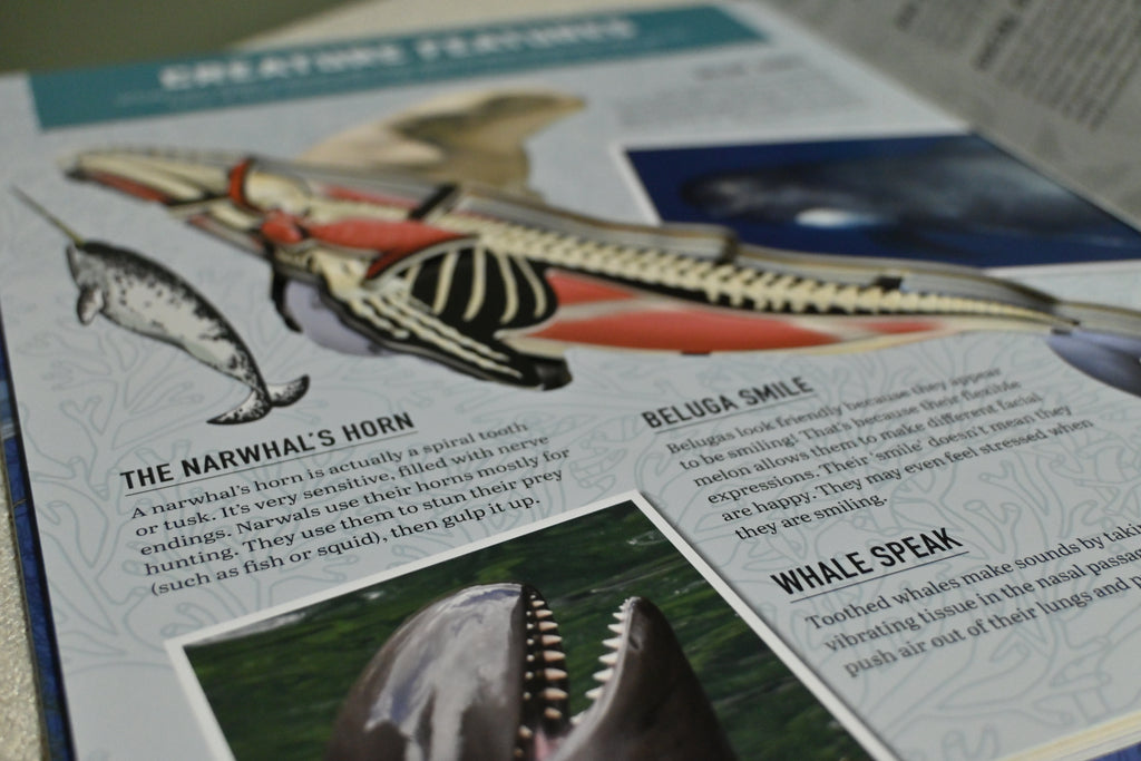 Inside Out Whale: Discover the World's Biggest, Smartest Swimmers