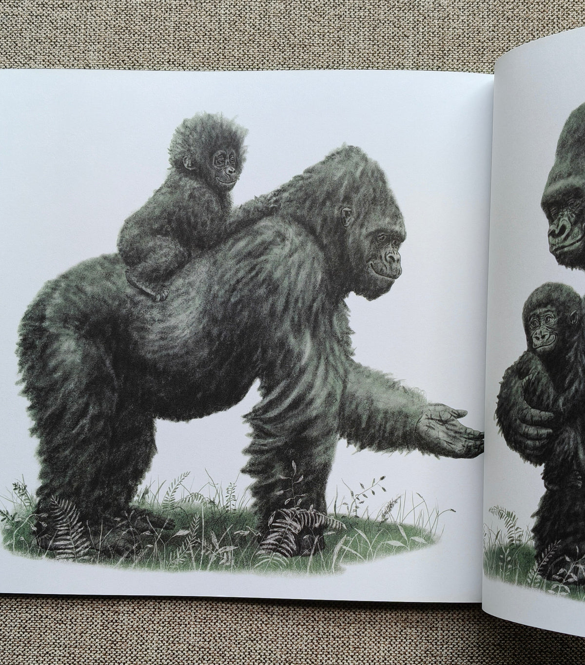 Two Little Gorillas